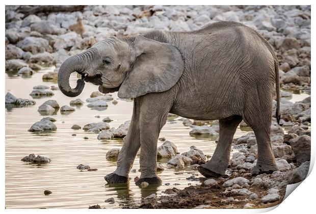 Young Male Elephant at the Waterhole Print by Belinda Greb