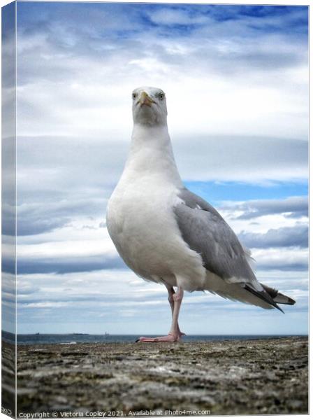 Herring Gull Canvas Print by Victoria Copley