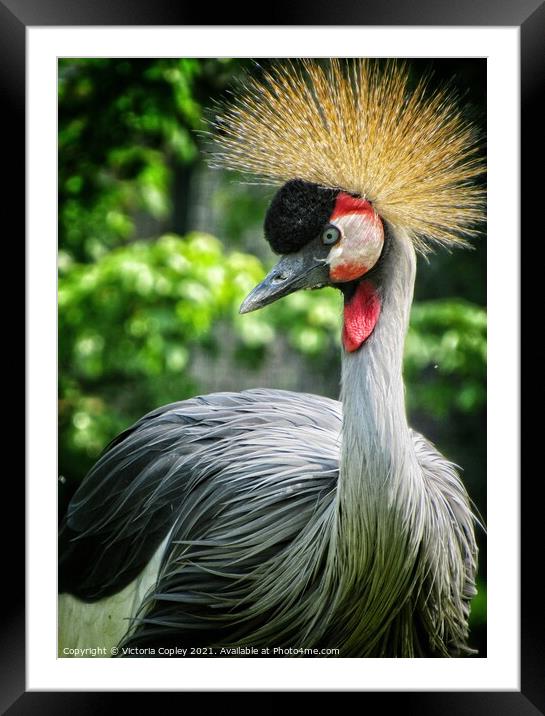 African Crowned Crane Framed Mounted Print by Victoria Copley