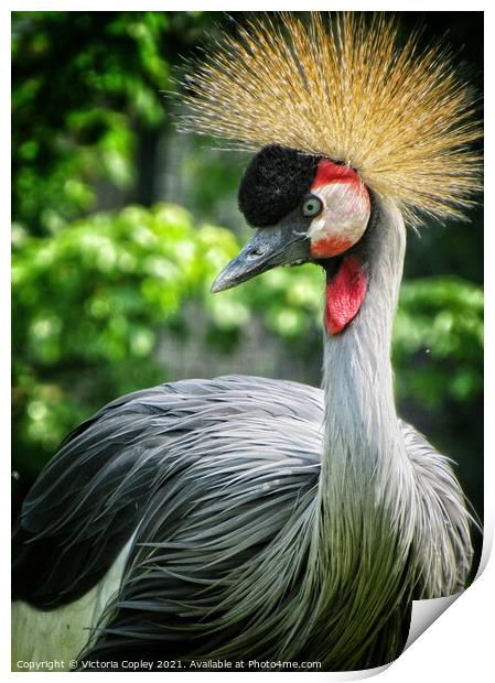 African Crowned Crane Print by Victoria Copley