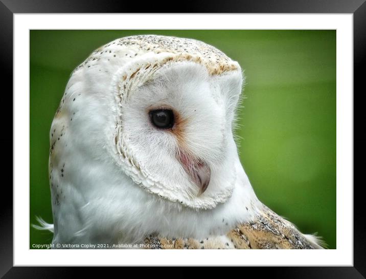Barn owl Framed Mounted Print by Victoria Copley