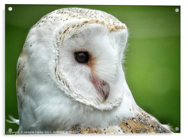 Barn owl Acrylic by Victoria Copley