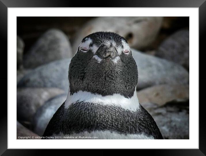 Happy Penguin Framed Mounted Print by Victoria Copley