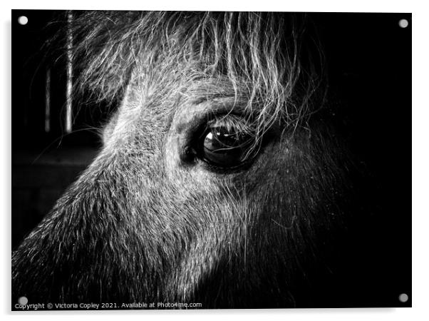 Horse portrait Acrylic by Victoria Copley