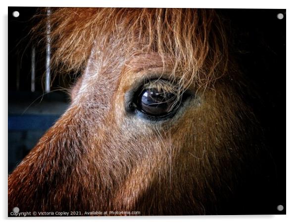 Horse portrait Acrylic by Victoria Copley