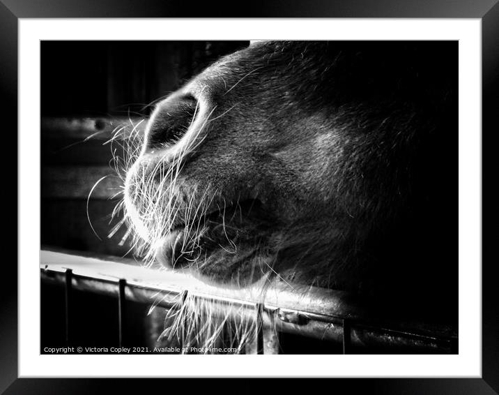 Horse portrait Framed Mounted Print by Victoria Copley