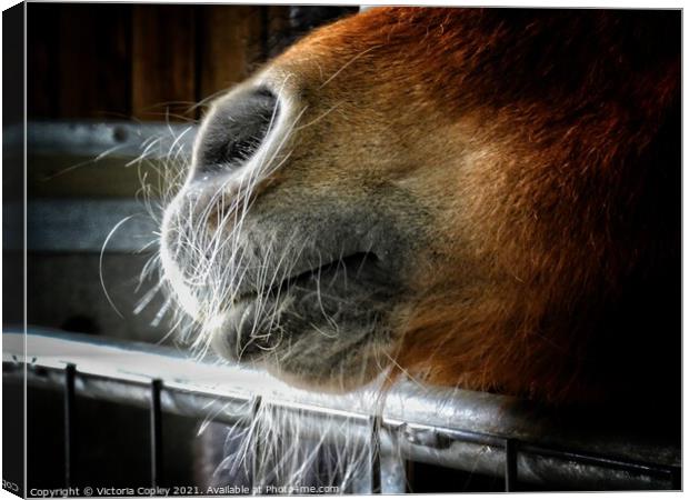 A close up of a horse's nose Canvas Print by Victoria Copley