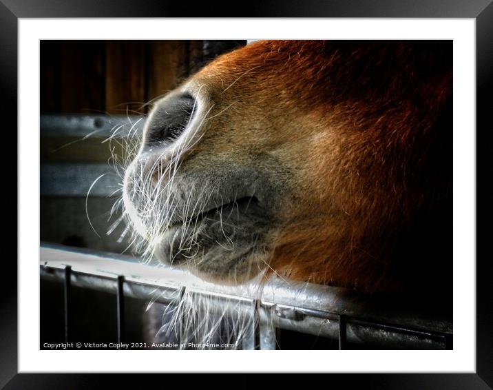 A close up of a horse's nose Framed Mounted Print by Victoria Copley