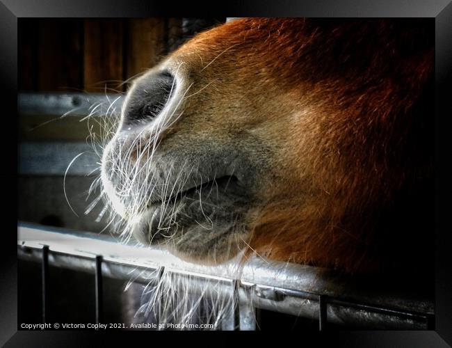 A close up of a horse's nose Framed Print by Victoria Copley