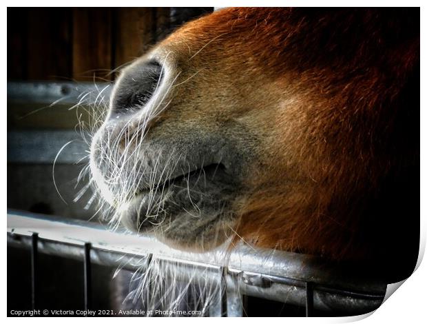 A close up of a horse's nose Print by Victoria Copley