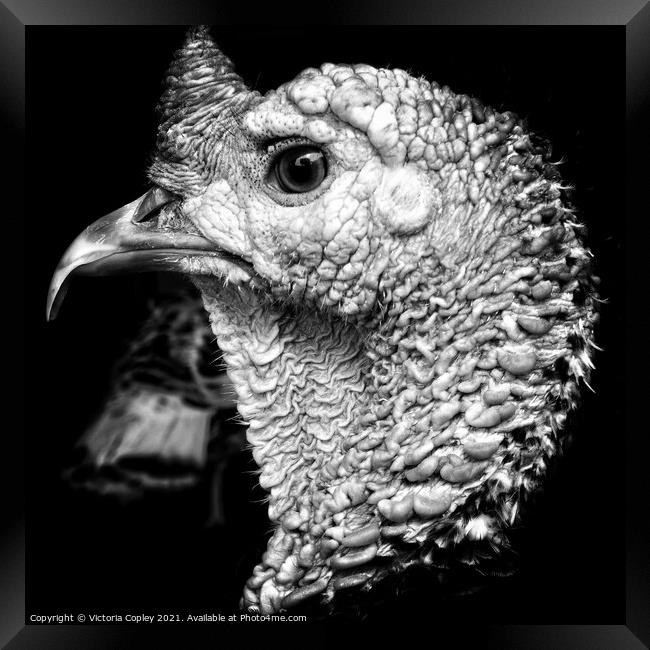 Monochrome turkey Framed Print by Victoria Copley