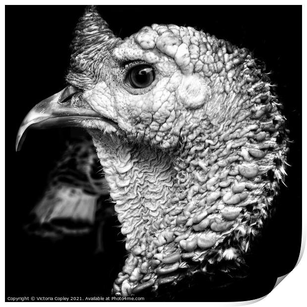 Monochrome turkey Print by Victoria Copley