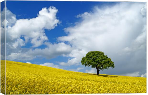 Lone Tree and Rapeseed Field Canvas Print by Darren Galpin