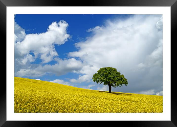 Lone Tree and Rapeseed Field Framed Mounted Print by Darren Galpin