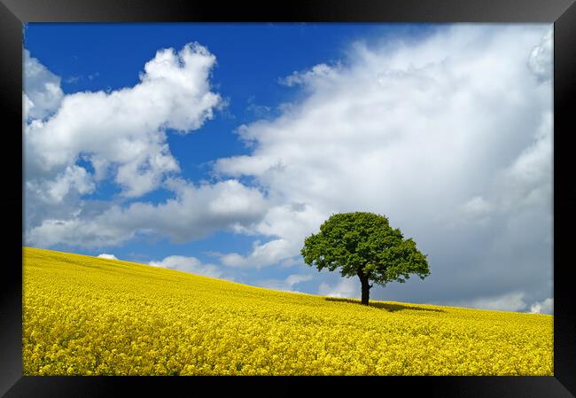 Lone Tree and Rapeseed Field Framed Print by Darren Galpin