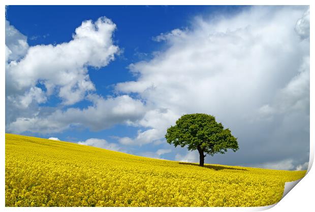 Lone Tree and Rapeseed Field Print by Darren Galpin
