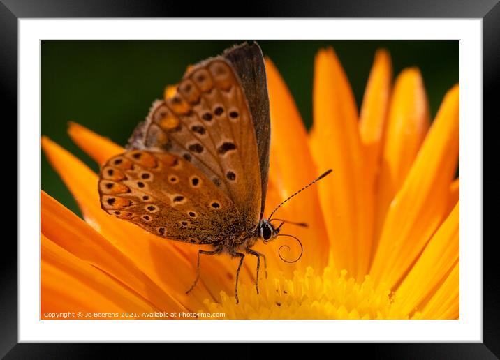Blue on marygold Framed Mounted Print by Jo Beerens