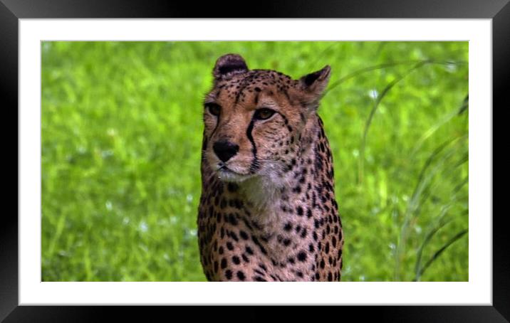 A close up of a cheetah standing in the grass Framed Mounted Print by simon cowan
