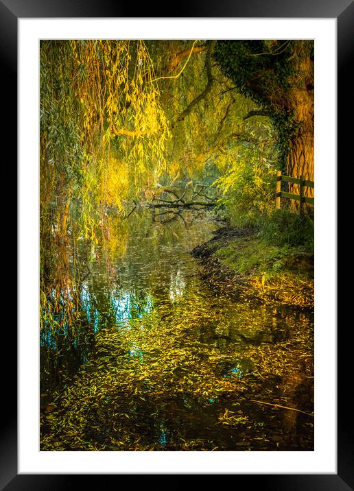 Weeping willow in autumn. Framed Mounted Print by Bill Allsopp