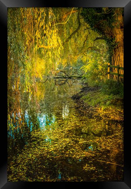 Weeping willow in autumn. Framed Print by Bill Allsopp