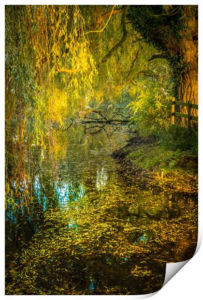 Weeping willow in autumn. Print by Bill Allsopp