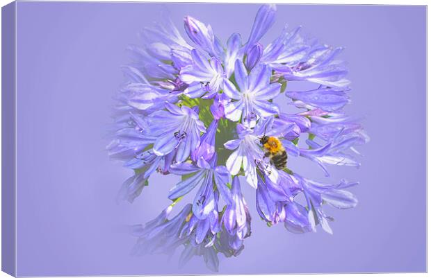 Bee on Agapanthus Canvas Print by Alison Chambers