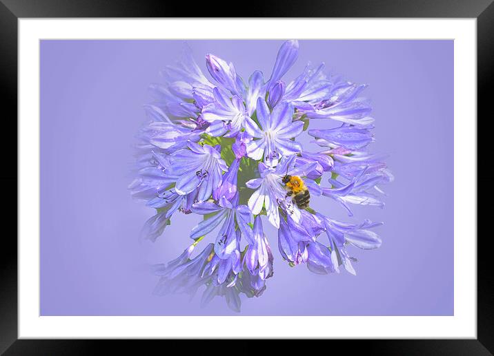 Bee on Agapanthus Framed Mounted Print by Alison Chambers