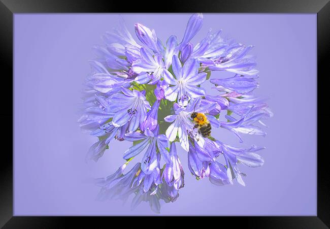 Bee on Agapanthus Framed Print by Alison Chambers