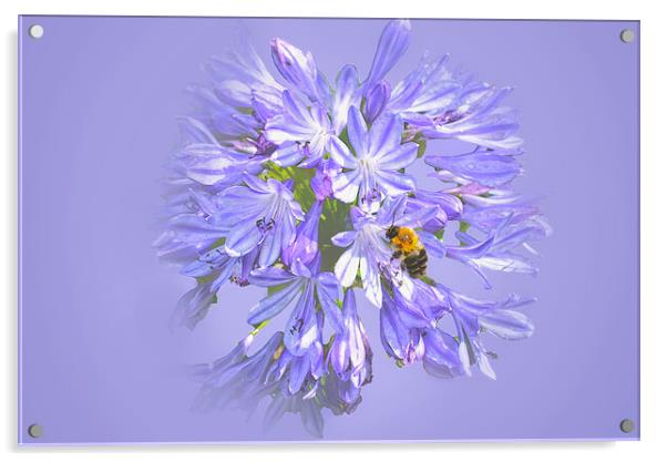 Bee on Agapanthus Acrylic by Alison Chambers
