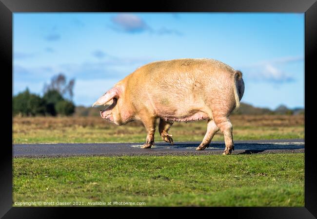 Road Hog Framed Print by Brett Gasser