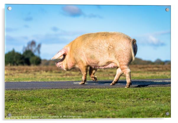 Road Hog Acrylic by Brett Gasser