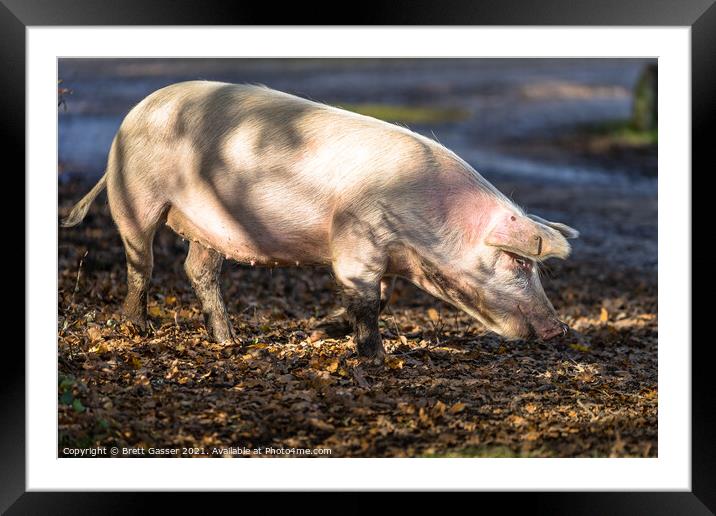 Pig's Dinner Framed Mounted Print by Brett Gasser