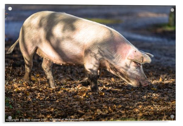 Pig's Dinner Acrylic by Brett Gasser