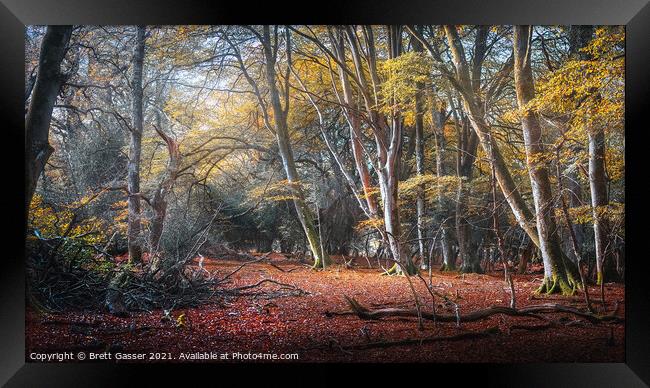 New Forest Autumn Framed Print by Brett Gasser