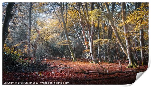 New Forest Autumn Print by Brett Gasser