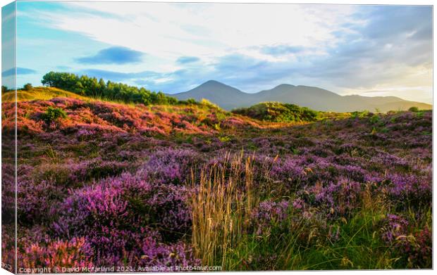Murlough and the Mournes Canvas Print by David McFarland