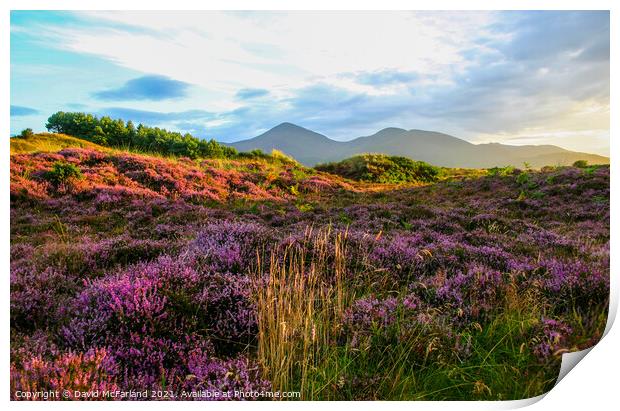 Murlough and the Mournes Print by David McFarland