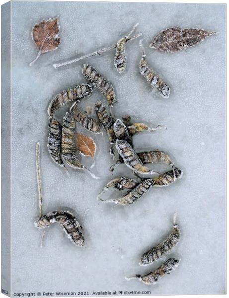 Frosted seed pods and leaves on a frosty surface. Canvas Print by Peter Wiseman