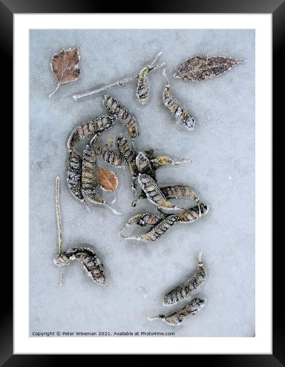 Frosted seed pods and leaves on a frosty surface. Framed Mounted Print by Peter Wiseman