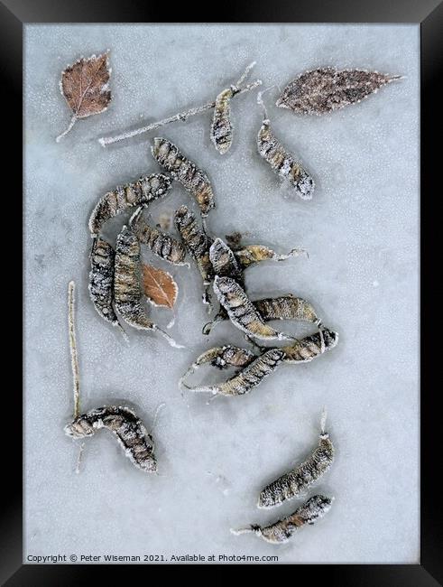 Frosted seed pods and leaves on a frosty surface. Framed Print by Peter Wiseman