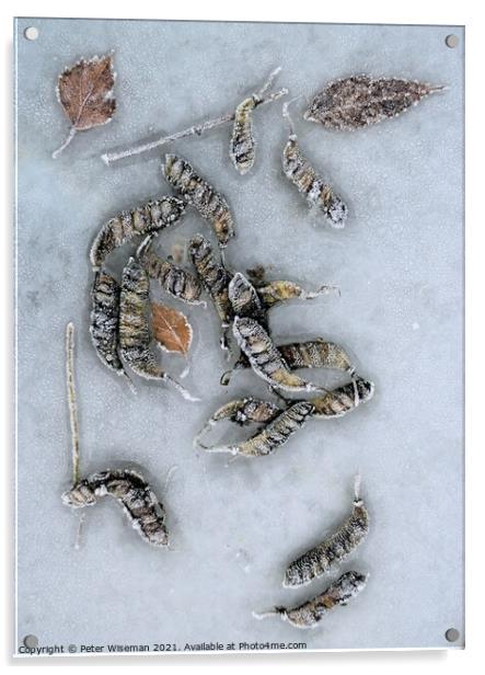 Frosted seed pods and leaves on a frosty surface. Acrylic by Peter Wiseman