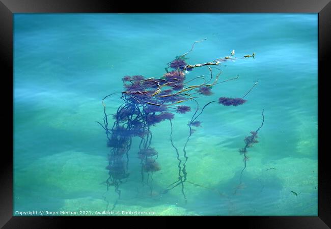 Serenity of Seaweed Framed Print by Roger Mechan