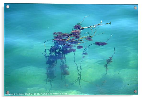 Serenity of Seaweed Acrylic by Roger Mechan