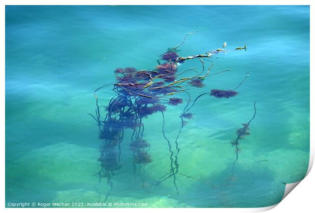 Serenity of Seaweed Print by Roger Mechan