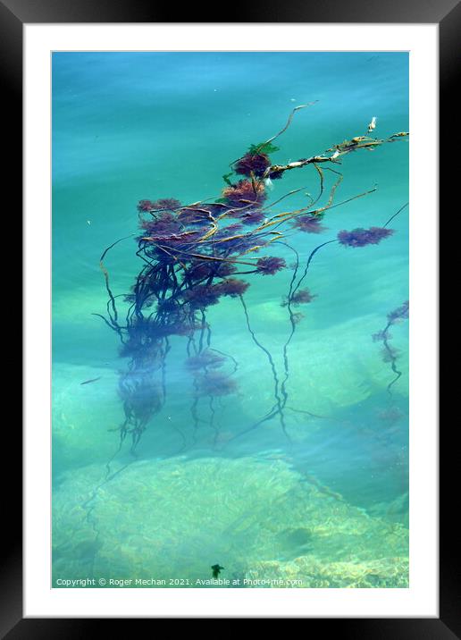 Tranquil Seaweed Reef Framed Mounted Print by Roger Mechan