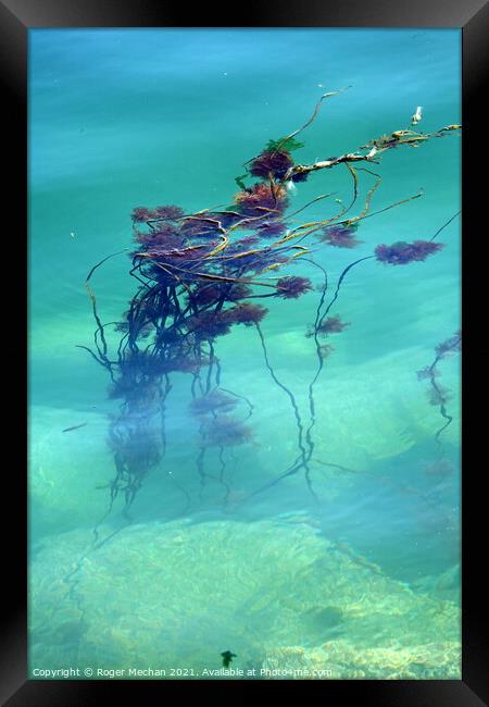 Tranquil Seaweed Reef Framed Print by Roger Mechan