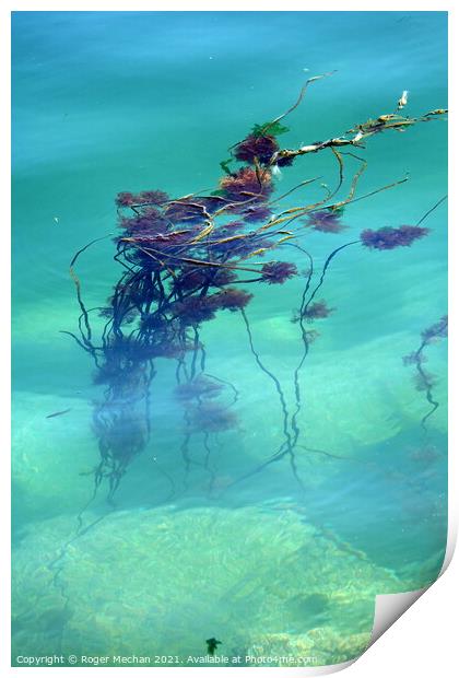 Tranquil Seaweed Reef Print by Roger Mechan