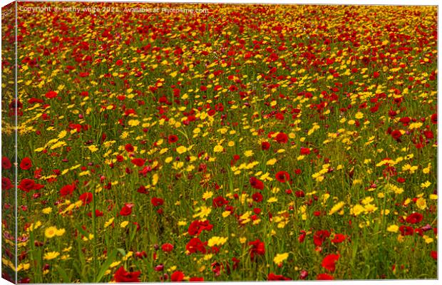 Just red and yellow, poppies and marigolds in a Wi Canvas Print by kathy white