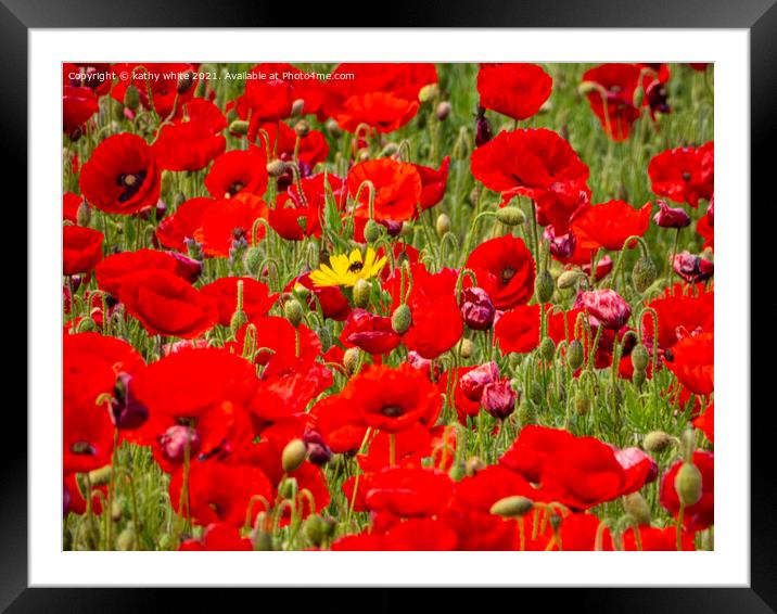 large red poppies Framed Mounted Print by kathy white