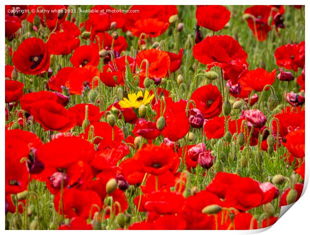 large red poppies Print by kathy white